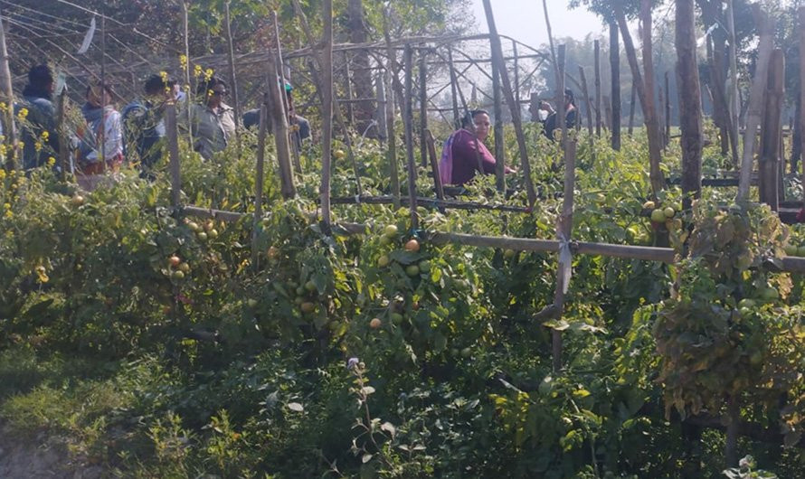 वनगाउँका गाउँले व्यवसायिक तरकारी खेतीमा
