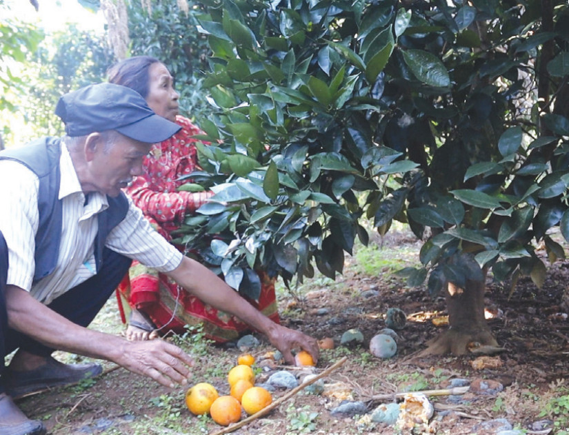 टिप्ने बेलाको सुन्तलामा कीरा लागेपछि किसान चिन्तित
